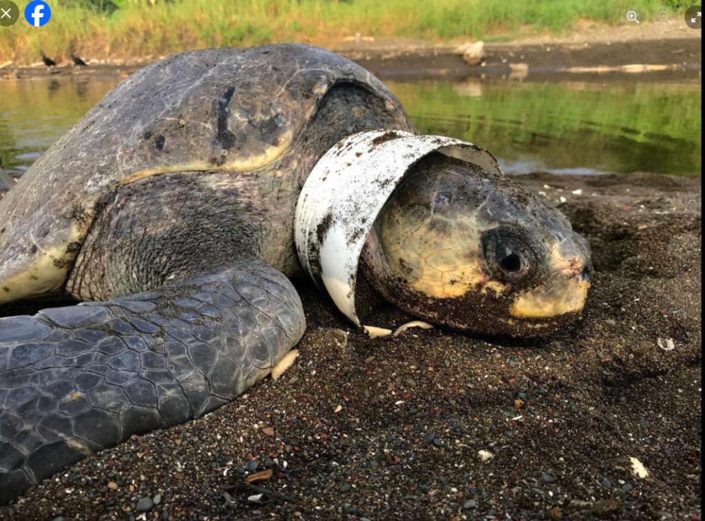 Sea Turtle Conservation Reality